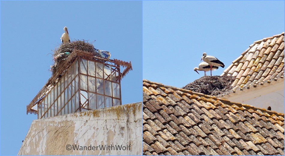 In Faro, Algarve, Portugal. Foto: wanderwithwolf