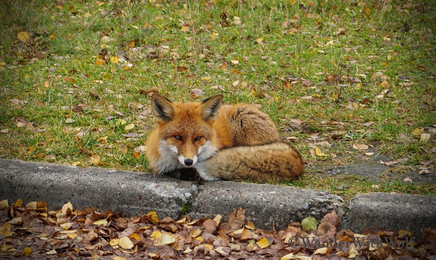 Auf der Kurischen Nehrung, Litauen. Foto: WanderWithWolf.de